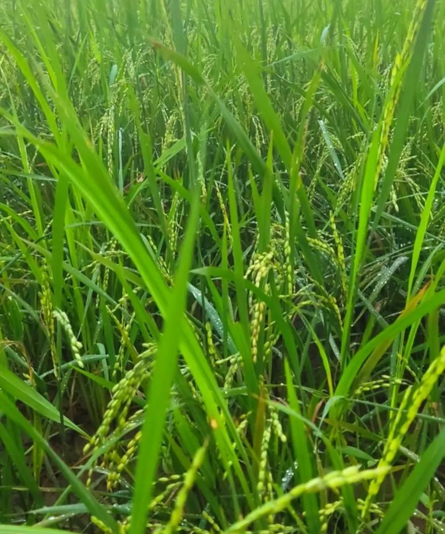 Apartment Paddy Farm Beach Resort Odayam Varkala India