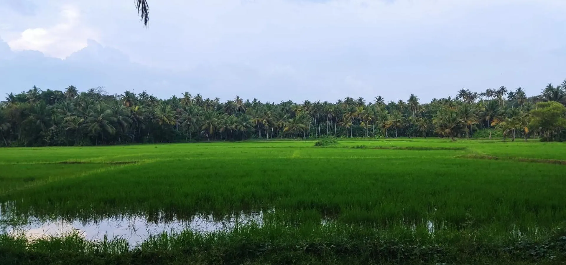 Paddy Farm Beach Resort Odayam Varkala Apartment